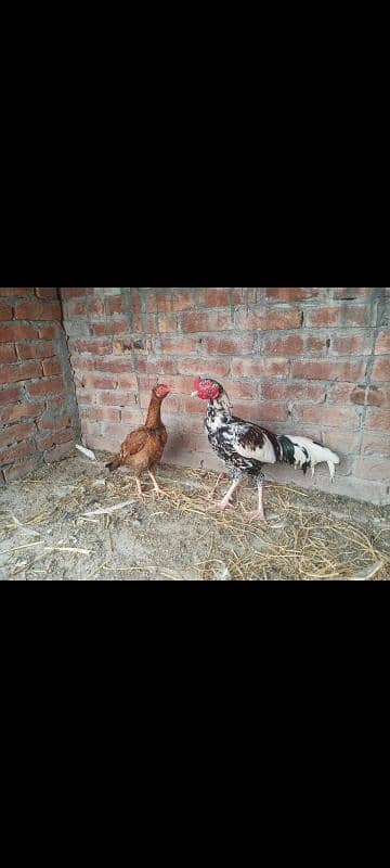 Aseel breeder male Long Hight Full active. 3