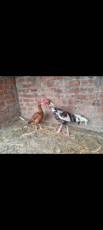 Aseel breeder male Long Hight Full active. 4