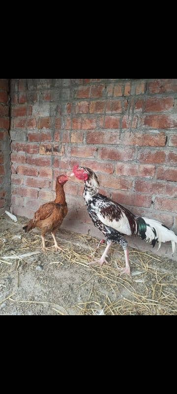 Aseel breeder male Long Hight Full active. 5