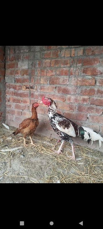 Aseel breeder male Long Hight Full active. 6