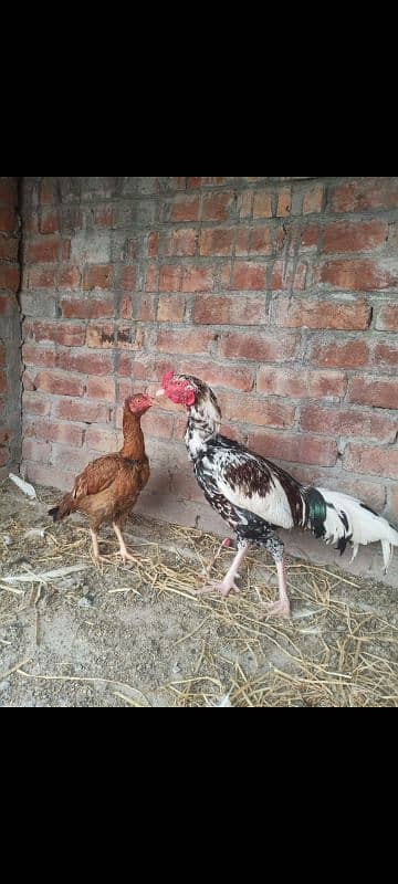 Aseel breeder male Long Hight Full active. 7