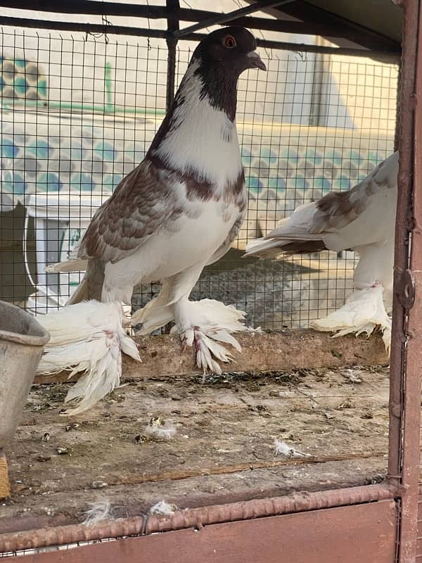 Ghubbara breeder pair and Danish Female (Brown) 2