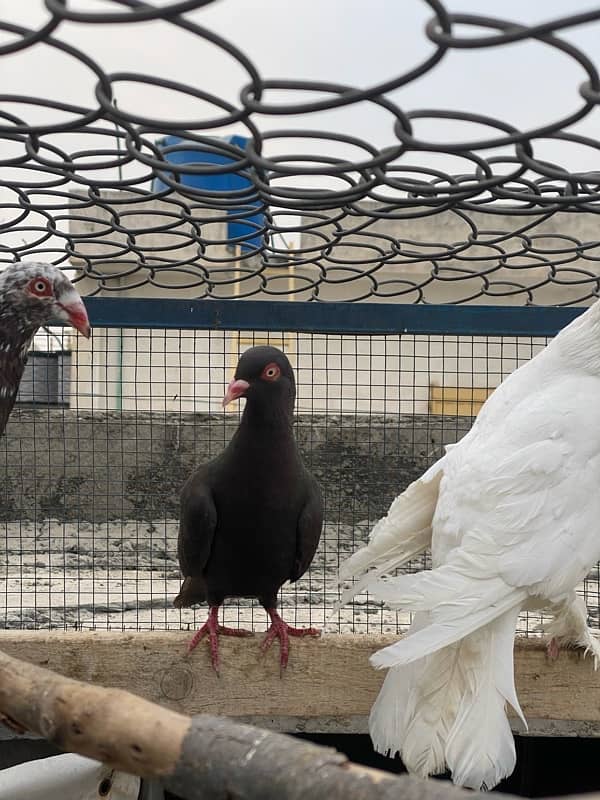 Ghubbara breeder pair and Danish Female (Brown) 3