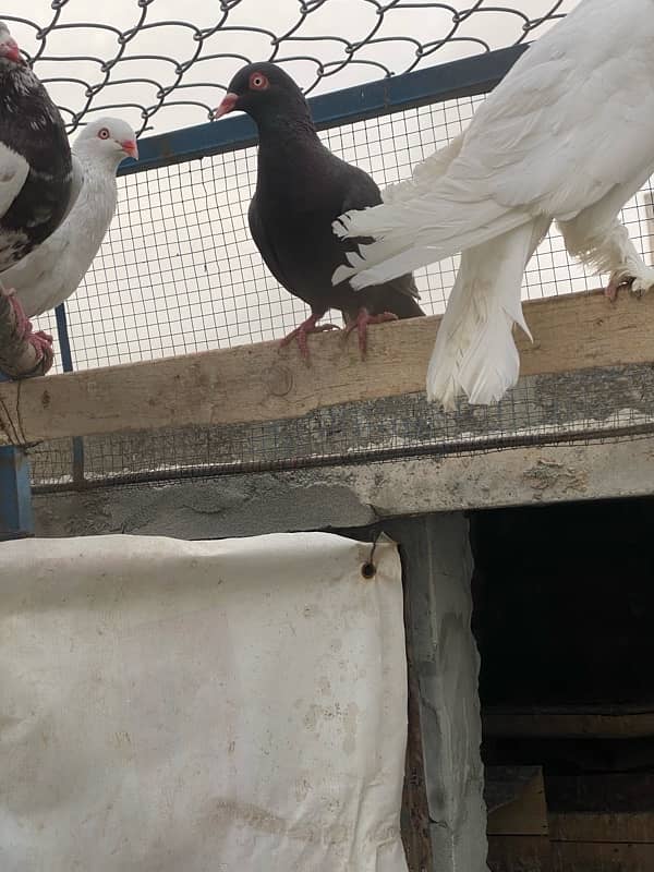 Ghubbara breeder pair and Danish Female (Brown) 4