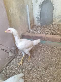 Pure White Heera Murgi Egg Laying