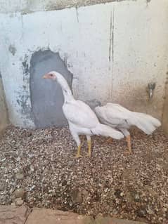 Pure White Heera Kurak Murgi / Top Quality Egg Laying Hen /Young Pathi