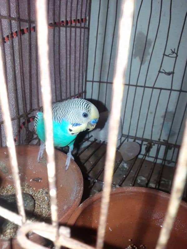 Budgie's Pair 0