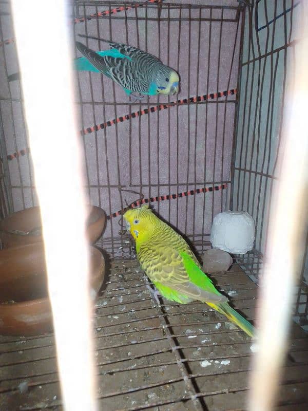 Budgie's Pair 1