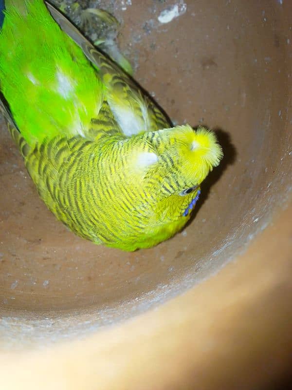 Budgie's Pair 3