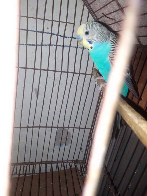 Budgie's Pair 4