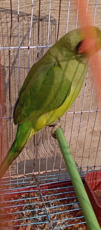 green parrot 1