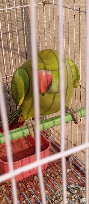 green parrot 2