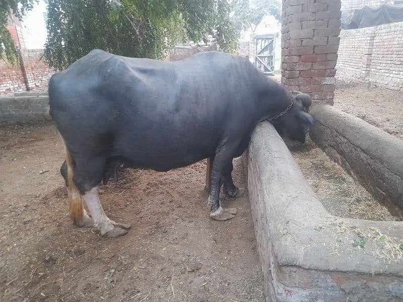 Cow | buffalo | بھینس | desi bhans 1