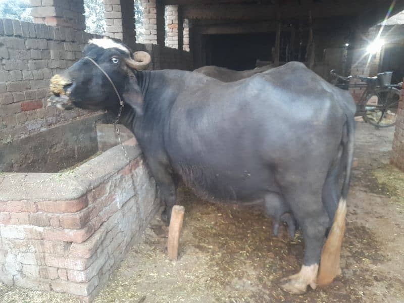 Cow | buffalo | بھینس | desi bhans 2