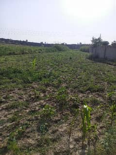 70 Kanal Agriculture Land For Sale In Mangwal