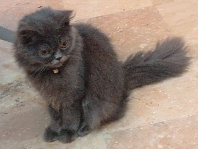 Persian cat 1