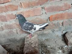 pigeon