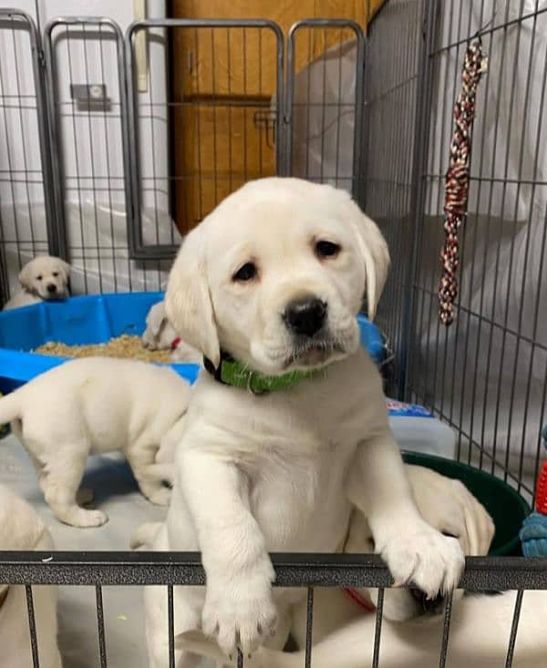 Labrador Puppy 1