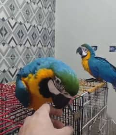 macaw parrot blue and gold O3O4 _O79_O437 my WhatsApp n