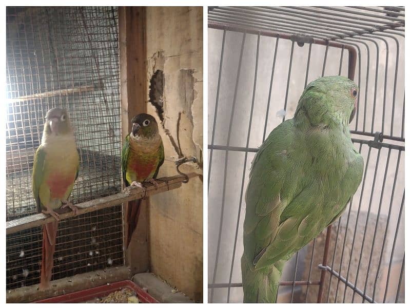 ringneck female or conure 0