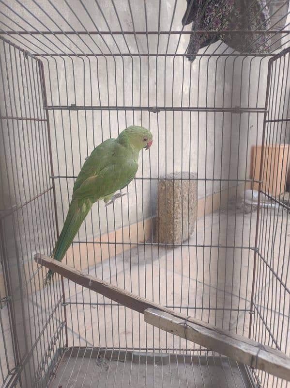 ringneck female or conure 1