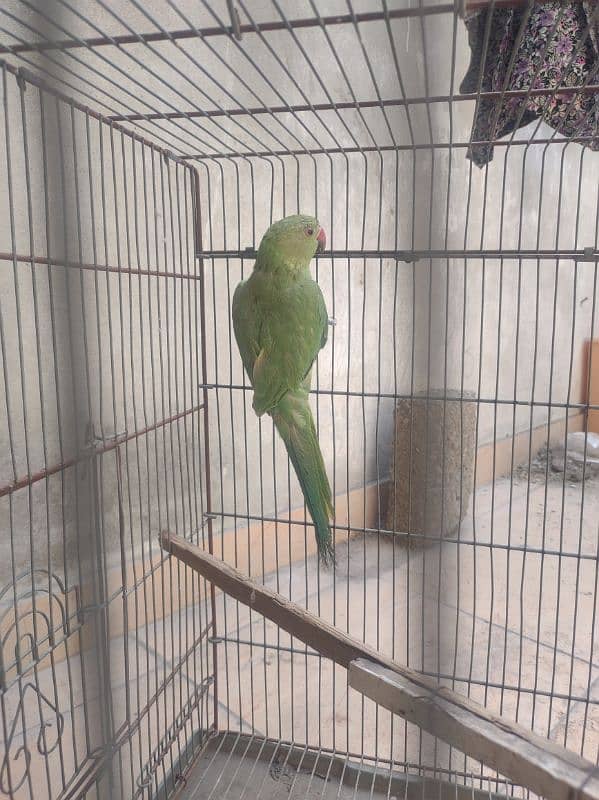 ringneck female or conure 2