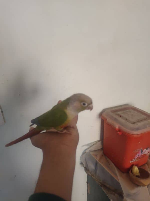 ringneck female or conure 3