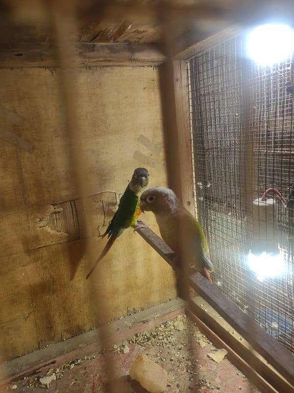 ringneck female or conure 4