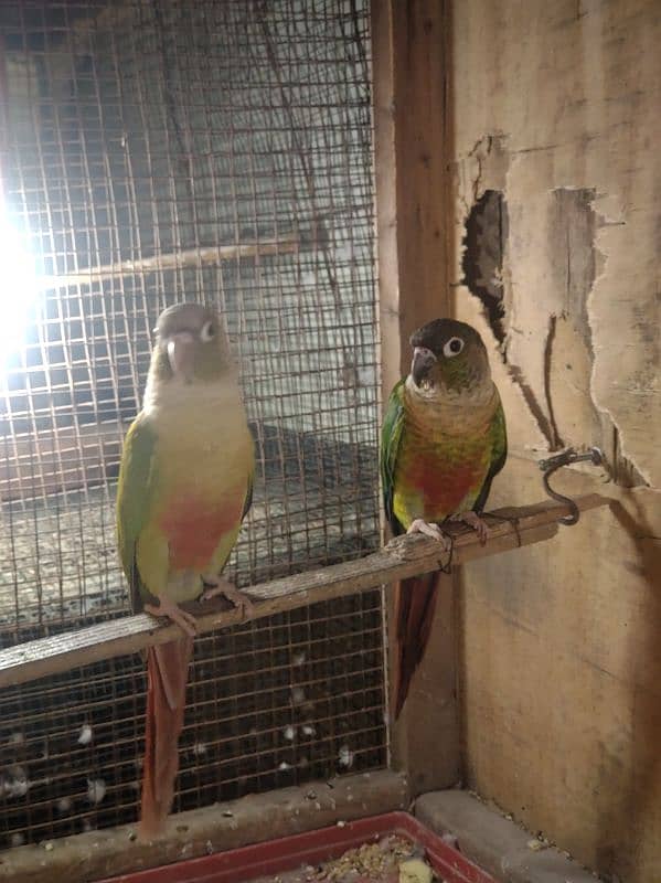 ringneck female or conure 5