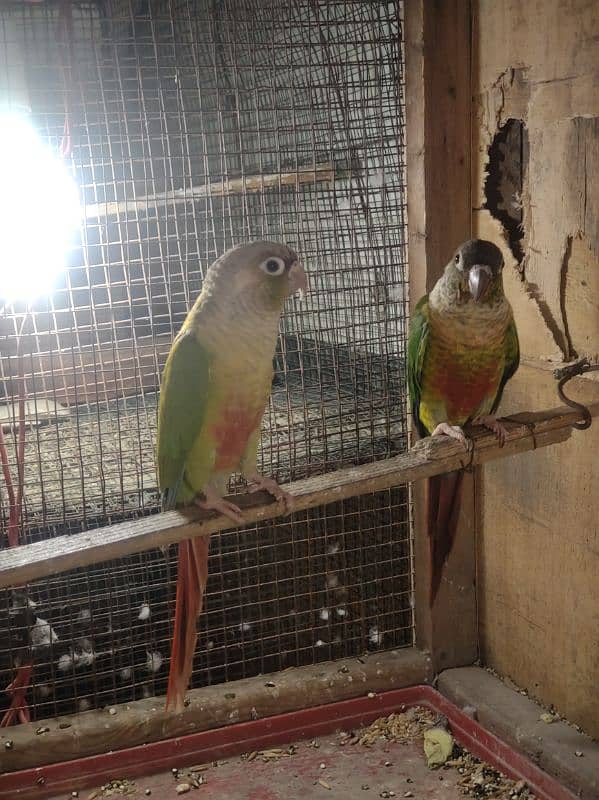 ringneck female or conure 6