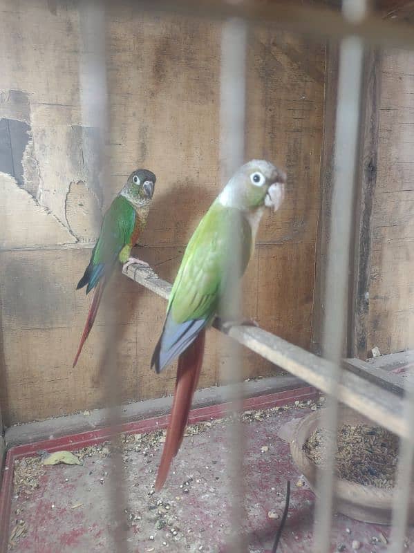 ringneck female or conure 7