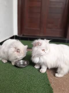 white persian male and female cat