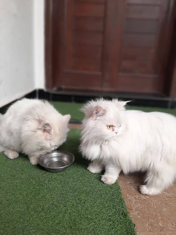 white persian male and female cat 0