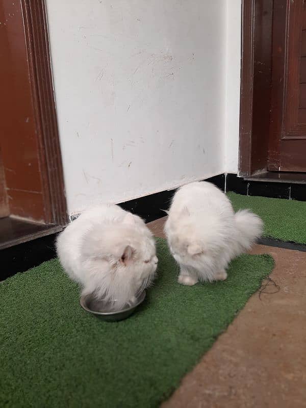 white persian male and female cat 1