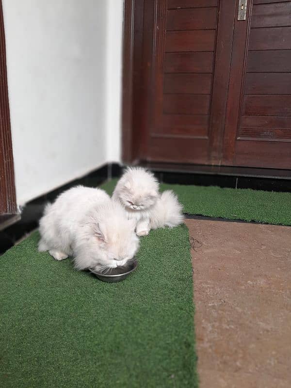 white persian male and female cat 2