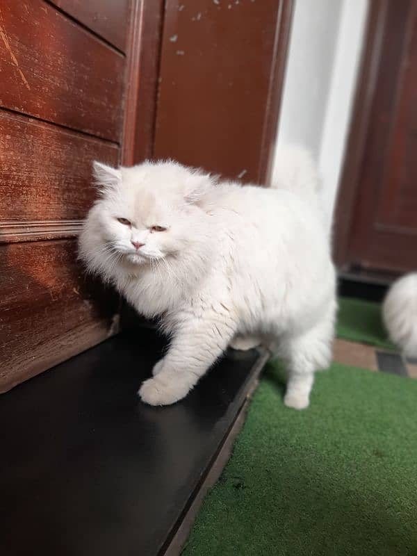 white persian male and female cat 3