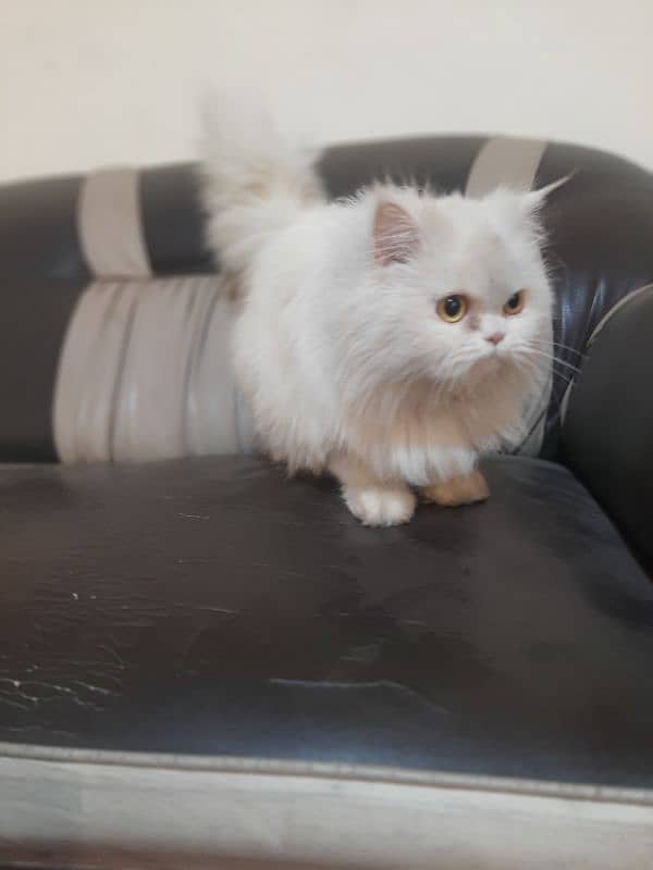 white persian male and female cat 4