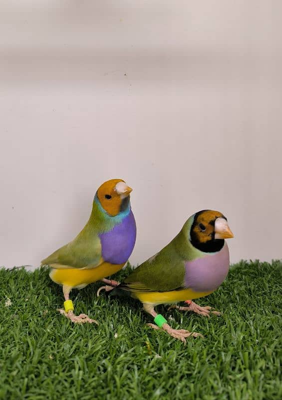 LADY GOULDIAN GOLDIAN FINCHES PAIR 1