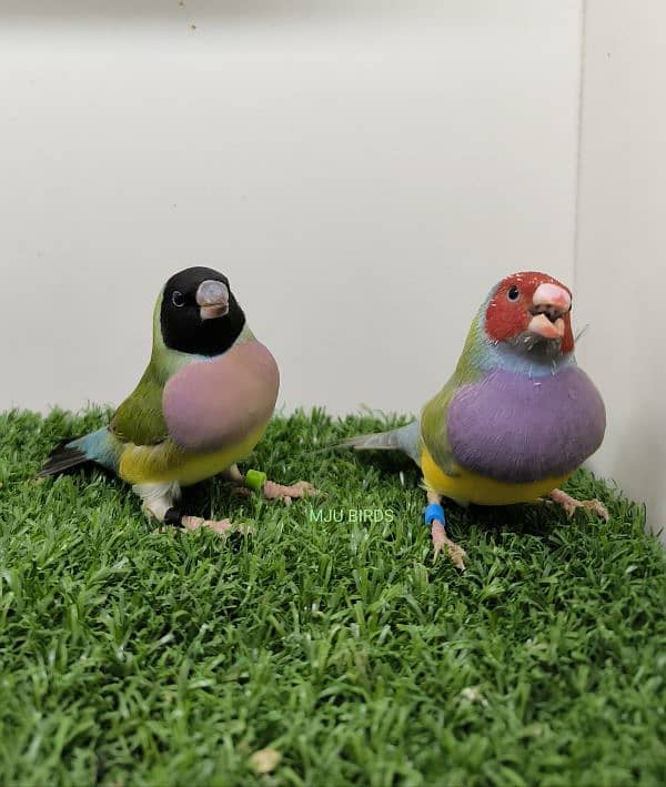 LADY GOULDIAN GOLDIAN FINCHES PAIR 2