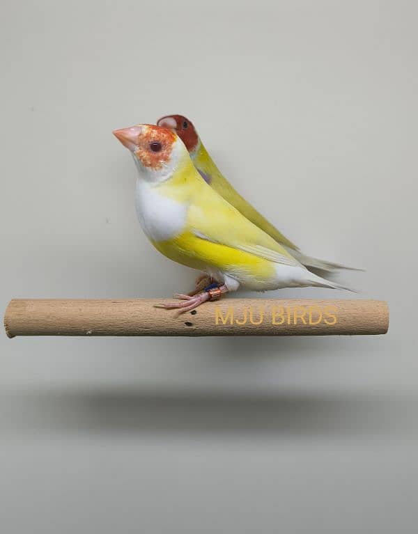 LADY GOULDIAN GOLDIAN FINCHES PAIR 3