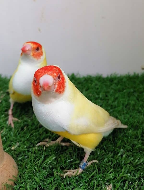 LADY GOULDIAN GOLDIAN FINCHES PAIR 4