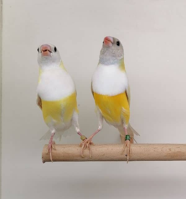 LADY GOULDIAN GOLDIAN FINCHES PAIR 6