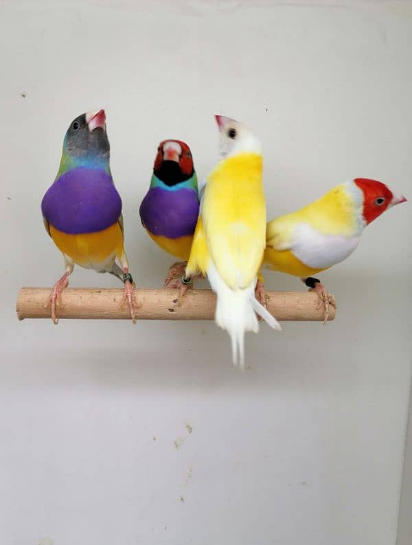 LADY GOULDIAN GOLDIAN FINCHES PAIR 7