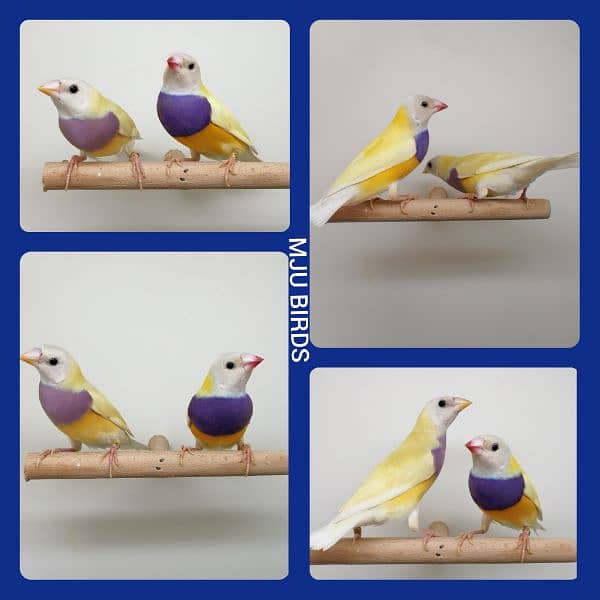 LADY GOULDIAN GOLDIAN FINCHES PAIR 8