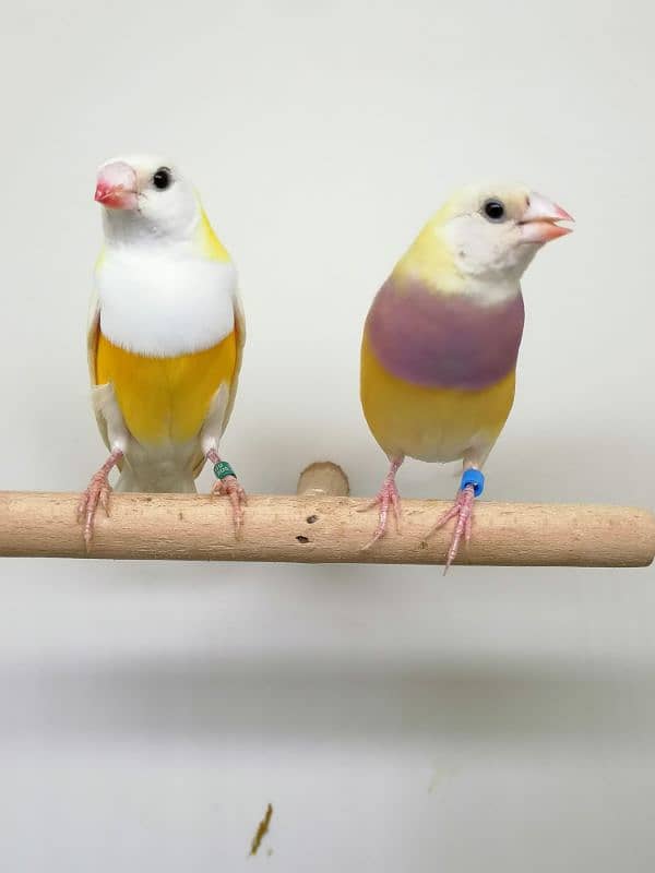 LADY GOULDIAN GOLDIAN FINCHES PAIR 9