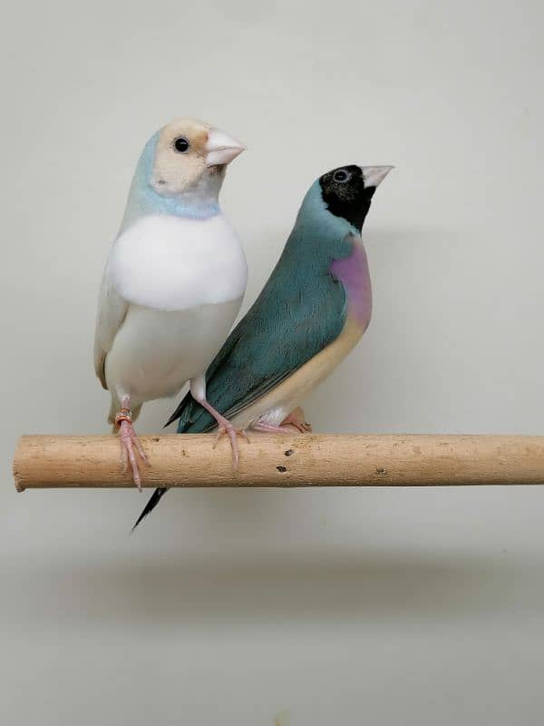 LADY GOULDIAN GOLDIAN FINCHES PAIR 10