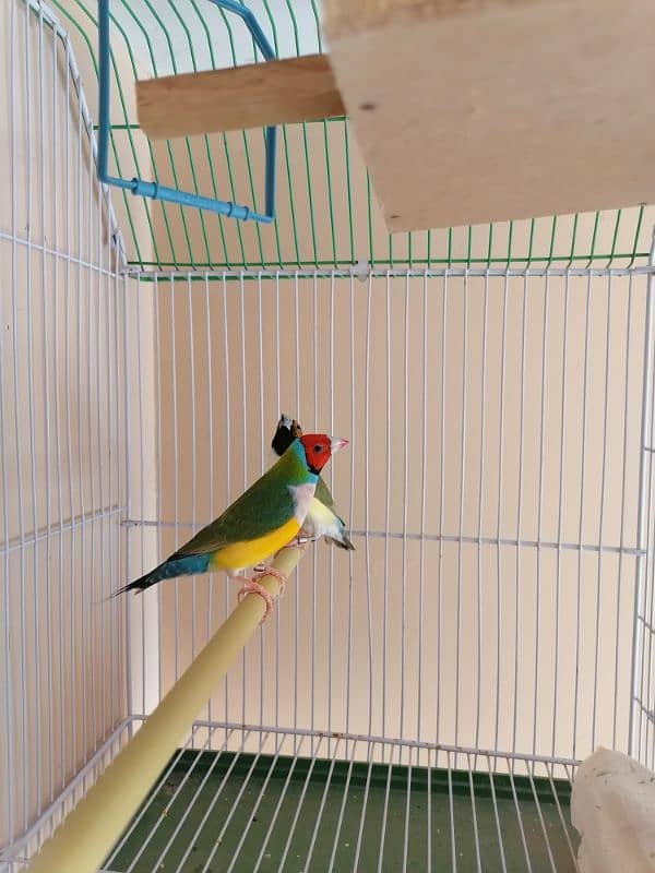 LADY GOULDIAN GOLDIAN FINCHES PAIR 11