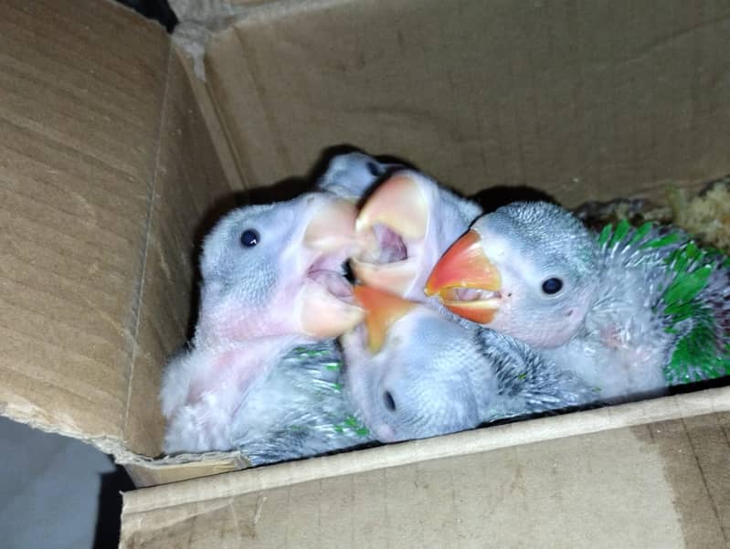 Raw Parrot Chicks Available 0