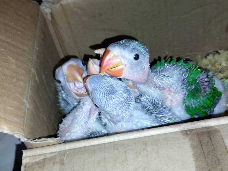 Raw Parrot Chicks Available 1