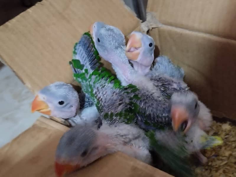 Raw Parrot Chicks Available 2